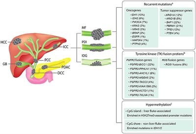 Emergence of Intrahepatic Cholangiocarcinoma: How High-Throughput Technologies Expedite the Solutions for a Rare Cancer Type